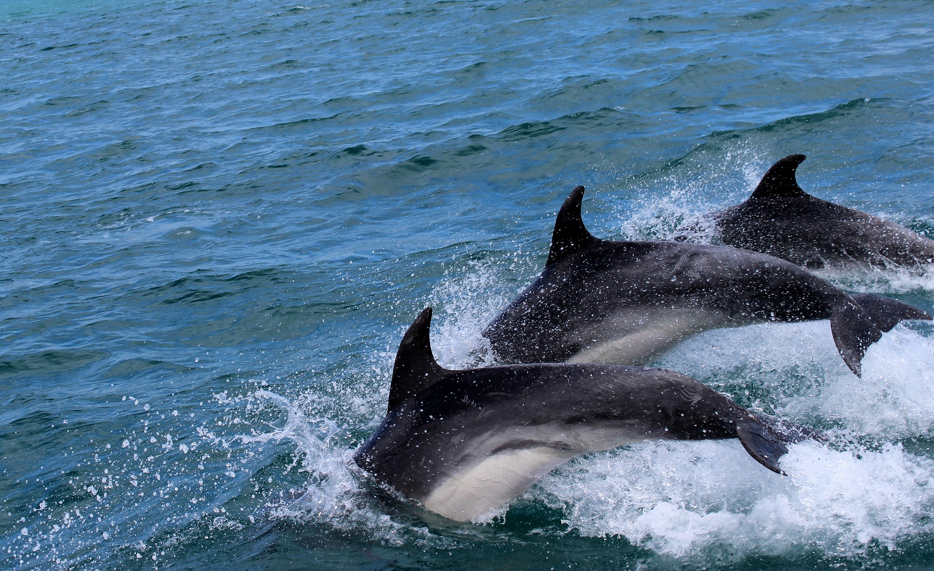 How Machine Learning, Software, Algorithms, and Artificial Intelligence Will Decipher Dolphin & Whale Communications